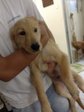 Golden Retriever Urgent Sell - Golden Retriever Dog