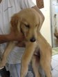 Golden Retriever Urgent Sell - Golden Retriever Dog