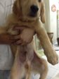 Golden Retriever Urgent Sell - Golden Retriever Dog