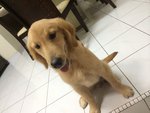 Golden Retriever Urgent Sell - Golden Retriever Dog