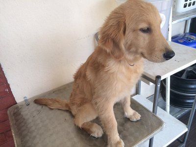 Golden Retriever Urgent Sell - Golden Retriever Dog