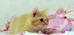 Nemo (Sold Out) - Persian + Maine Coon Cat