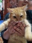 Nemo (Sold Out) - Persian + Maine Coon Cat