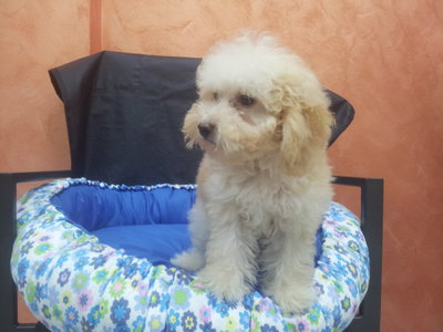 Apricot Toy Poodle - Poodle Dog