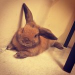 Arnoob - Holland Lop Rabbit