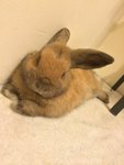 Arnoob - Holland Lop Rabbit