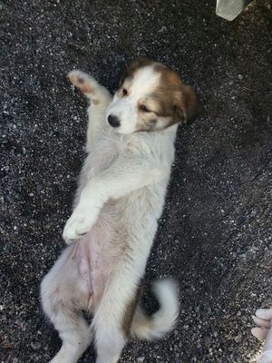 Captain Wobbles - Retriever Mix Dog