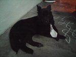 Blackie - Mixed Breed Dog