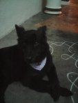 Blackie - Mixed Breed Dog