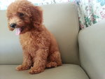 Super Red Toy Poodle Female - Poodle Dog