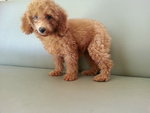 Super Red Toy Poodle Female - Poodle Dog