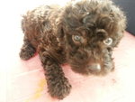 Brown Chocolate Tiny Poodle Female - Poodle Dog