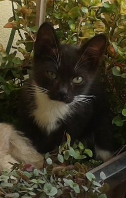 Oreo - Tuxedo Cat