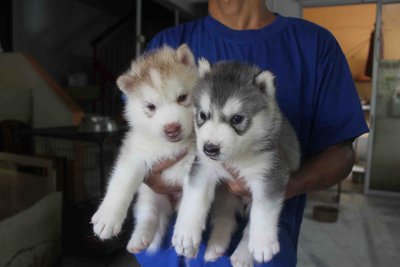 Siberian Husky Puppy Sold - 1 Month, Big Bone Light Red 