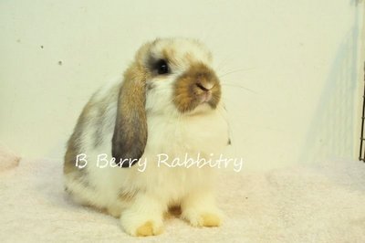 Holland Lop - Broken Tort 111 - Holland Lop Rabbit