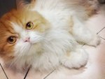 Fat-boy - Persian Cat