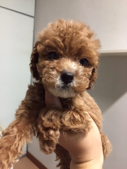 Poodle Puppies Sold - 10 Years, Mini Toy Red Poodle from Klang, Kuala ...