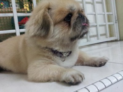 Bubu - Pekingese Dog