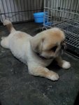 Bubu - Pekingese Dog