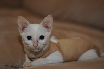 Merc - Domestic Short Hair Cat