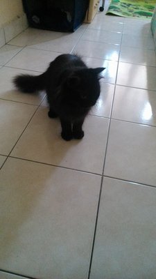 Blacky - Domestic Long Hair Cat