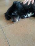 Blackie - Mixed Breed Dog