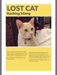 Ttdi Frank - Domestic Short Hair Cat