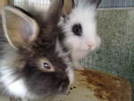 Baby Rabbit Anggora Mix Lionhead - Lionhead + Angora Rabbit Rabbit