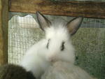 Baby Rabbit Anggora Mix Lionhead - Lionhead + Angora Rabbit Rabbit