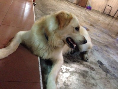 Maxxie - Golden Retriever Dog