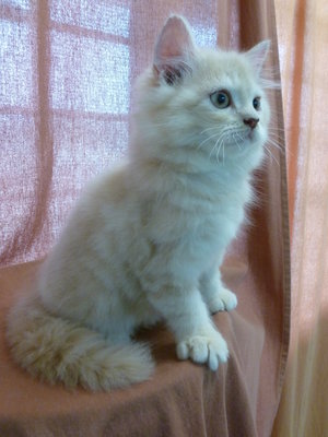 Quality Dollface Kitten - Persian + Domestic Long Hair Cat