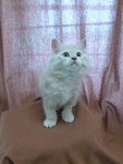 Quality Dollface Kitten - Persian + Domestic Long Hair Cat