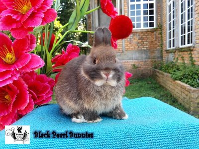 Chocolate Otter Buck 1 - Netherland Dwarf Rabbit