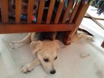 Playful Puppy Girl Need New Home! - Mixed Breed Dog