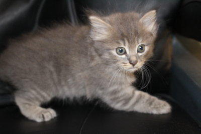 Himalayan + Nebelung Kittens Sold - 7 Years, Nebelung Kitten From 