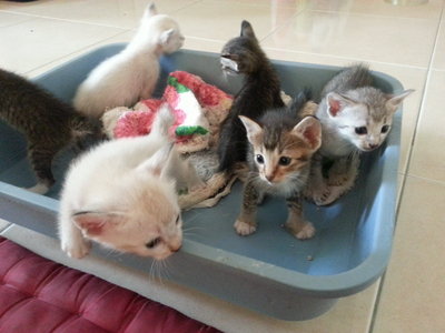 Kittens For Adoption - Domestic Medium Hair Cat