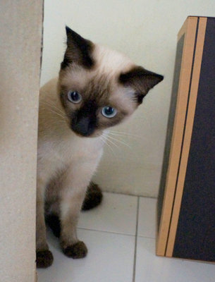 Pui - Domestic Short Hair + Burmese Cat