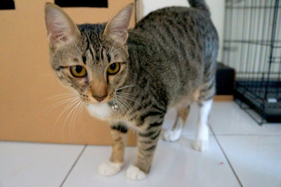 Kepo - Domestic Short Hair + Tabby Cat