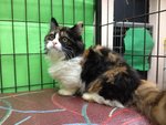 Calico Munchkin-persian - Munchkin Cat