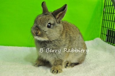 Netherland Dwarf - Chestnut Adop - Netherland Dwarf Rabbit