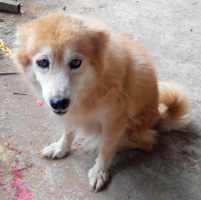 Mix Spitz Female Found At Rawang - Mixed Breed Dog