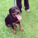 Ceaser the Rottweiler