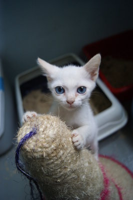 Winter - Domestic Short Hair Cat