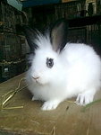 Mix Lionhead 14 - Lionhead + Angora Rabbit Rabbit