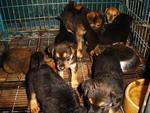 A Litter Of 10 Puppies - Mixed Breed Dog