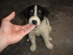 A Litter Of 10 Puppies - Mixed Breed Dog