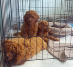 Red Brown Toy Poddle Puppy 3months - Poodle Dog