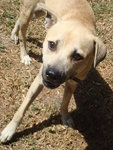 B-boy - Boxer Mix Dog