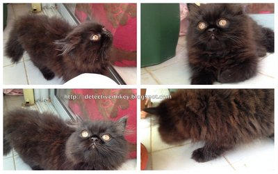 Kittens To Rehome - Persian + Domestic Long Hair Cat