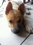 August - Mixed Breed Dog